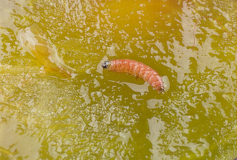 Red plum maggot