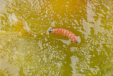 Red plum maggot