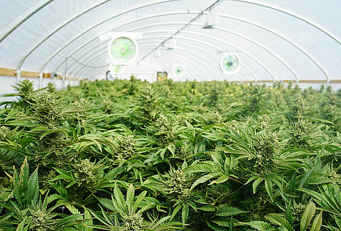Koppert actively participates in the legal cannabis market