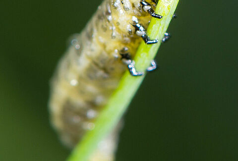 Common asparagus beetle