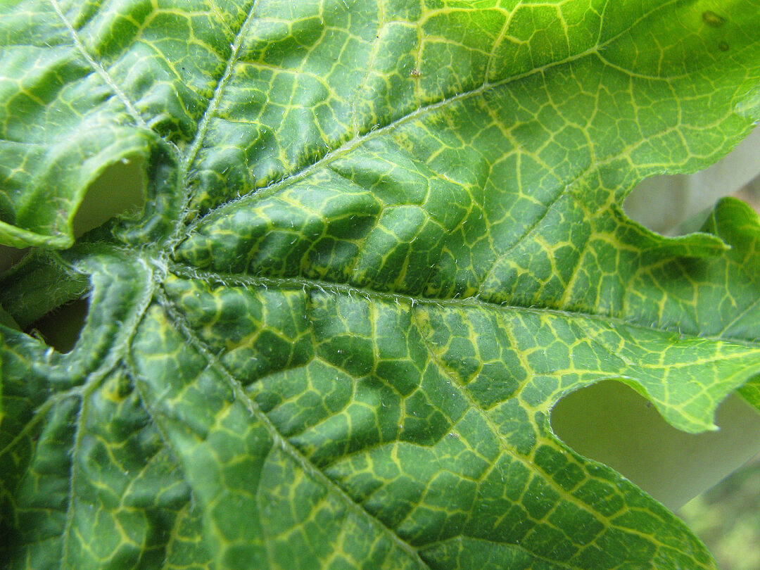 Fusarium spp. - Prevention, Control and Damage