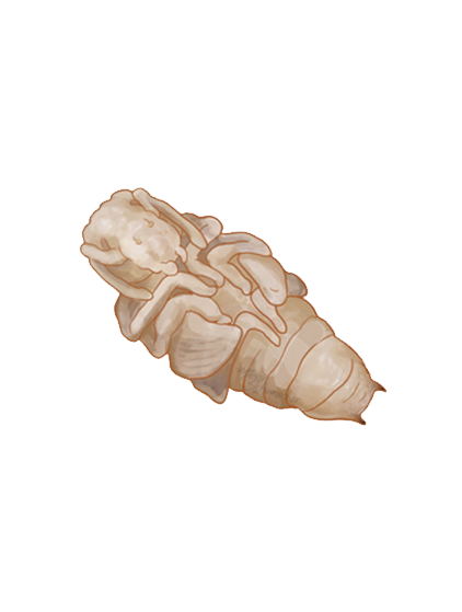 Vine weevil Otiorhynchus sulcatus pupa
