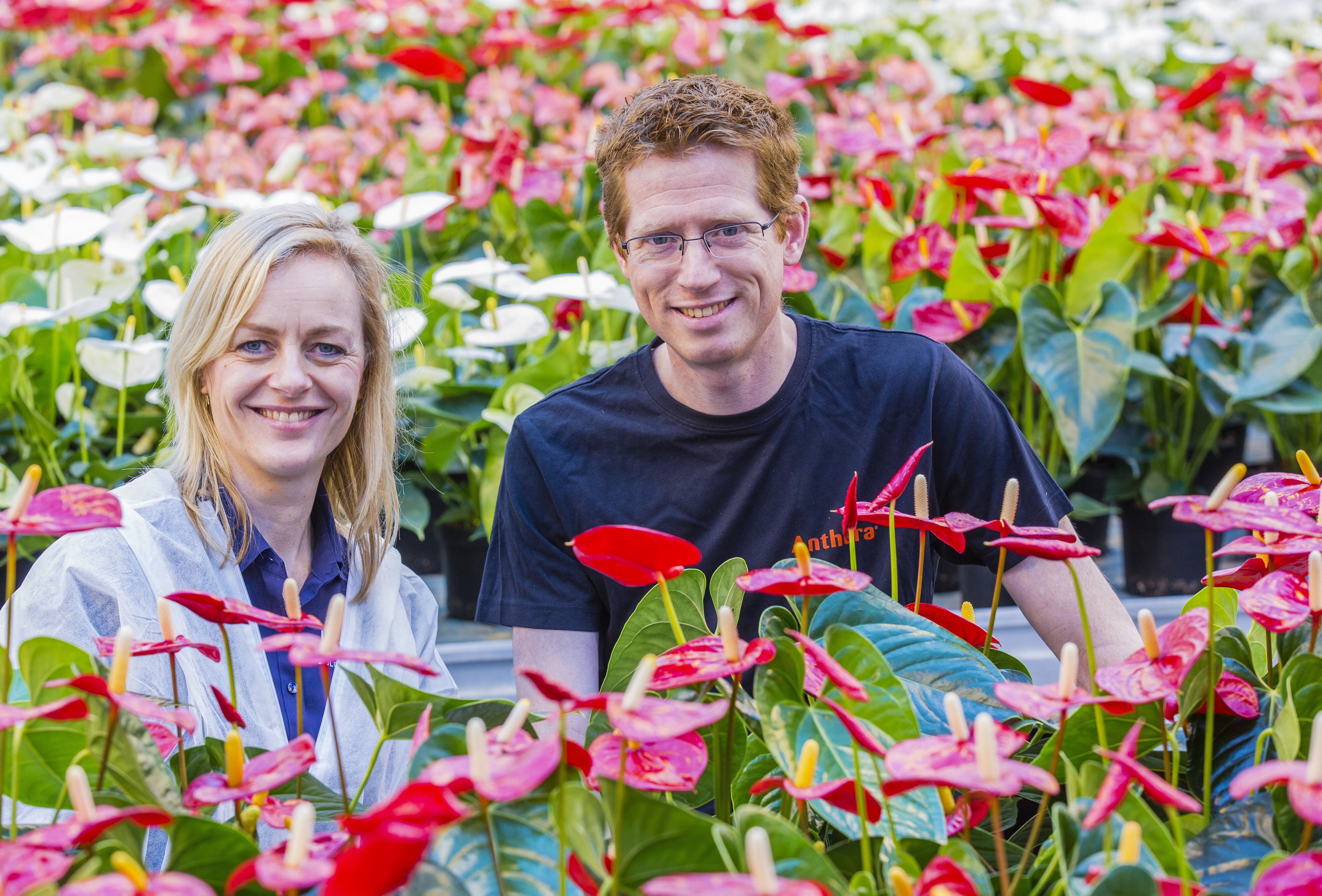 Anthura does everything possible against aphids