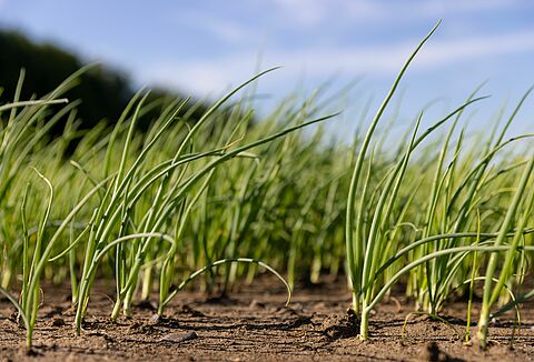 Biological pesticides and fungicides – The natural way to control pests and diseases in outdoor crops