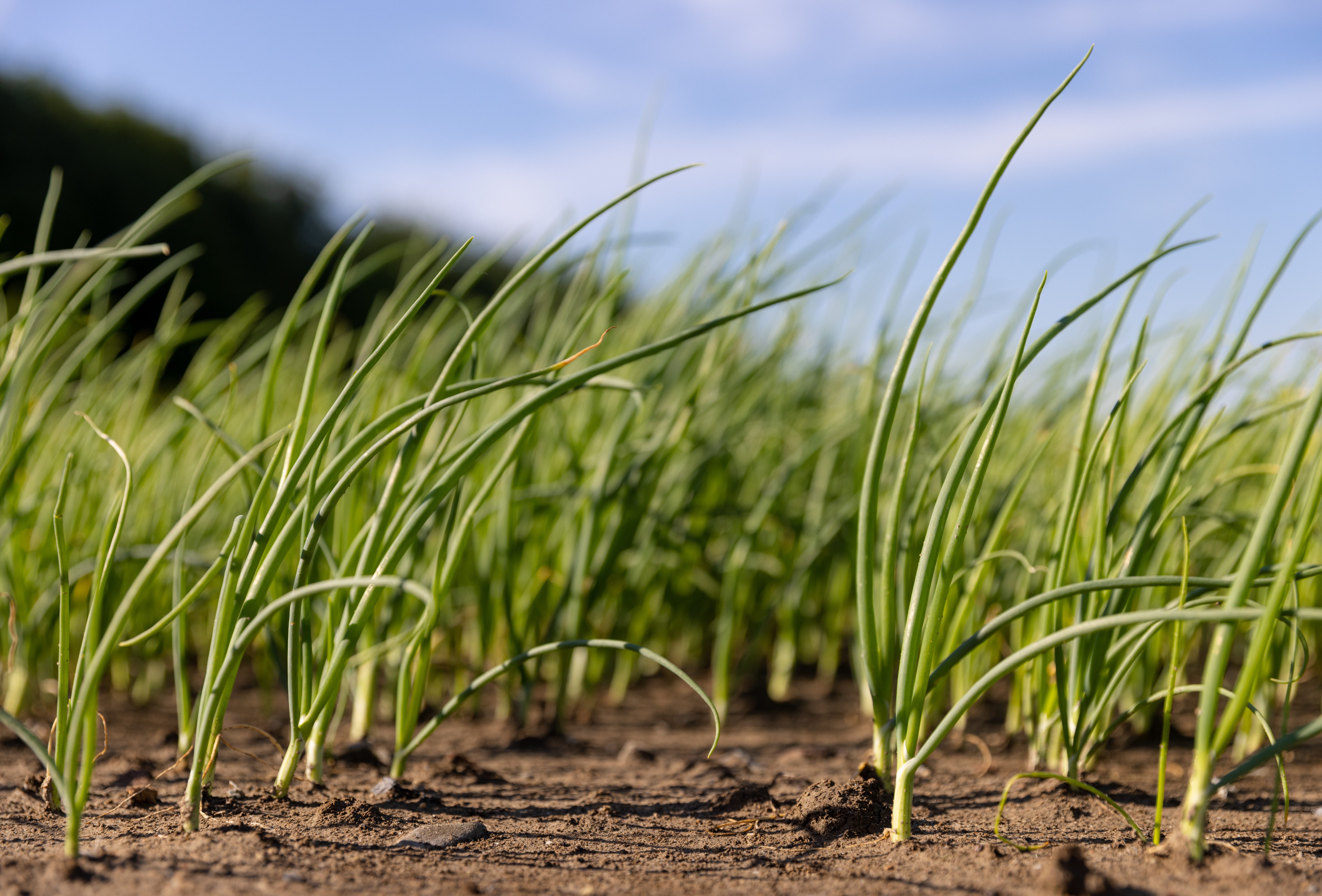 Biological pesticides and fungicides – The natural way to control pests and diseases in outdoor crops