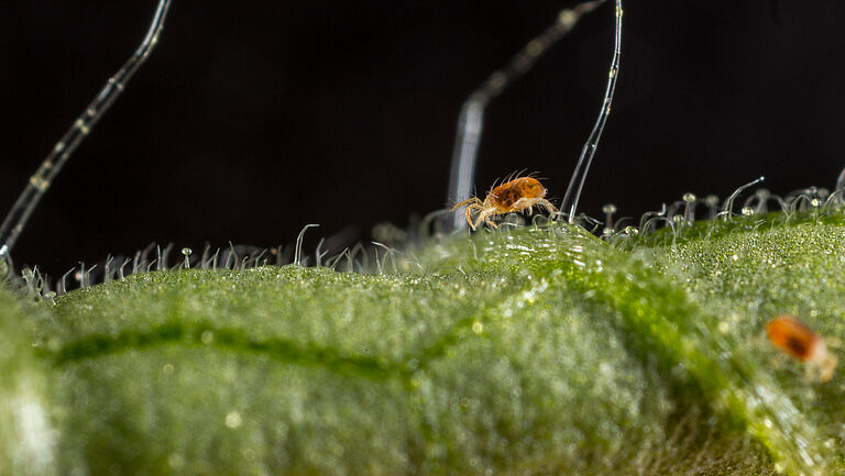 Two-spotted spider mite Tetranychus utricae