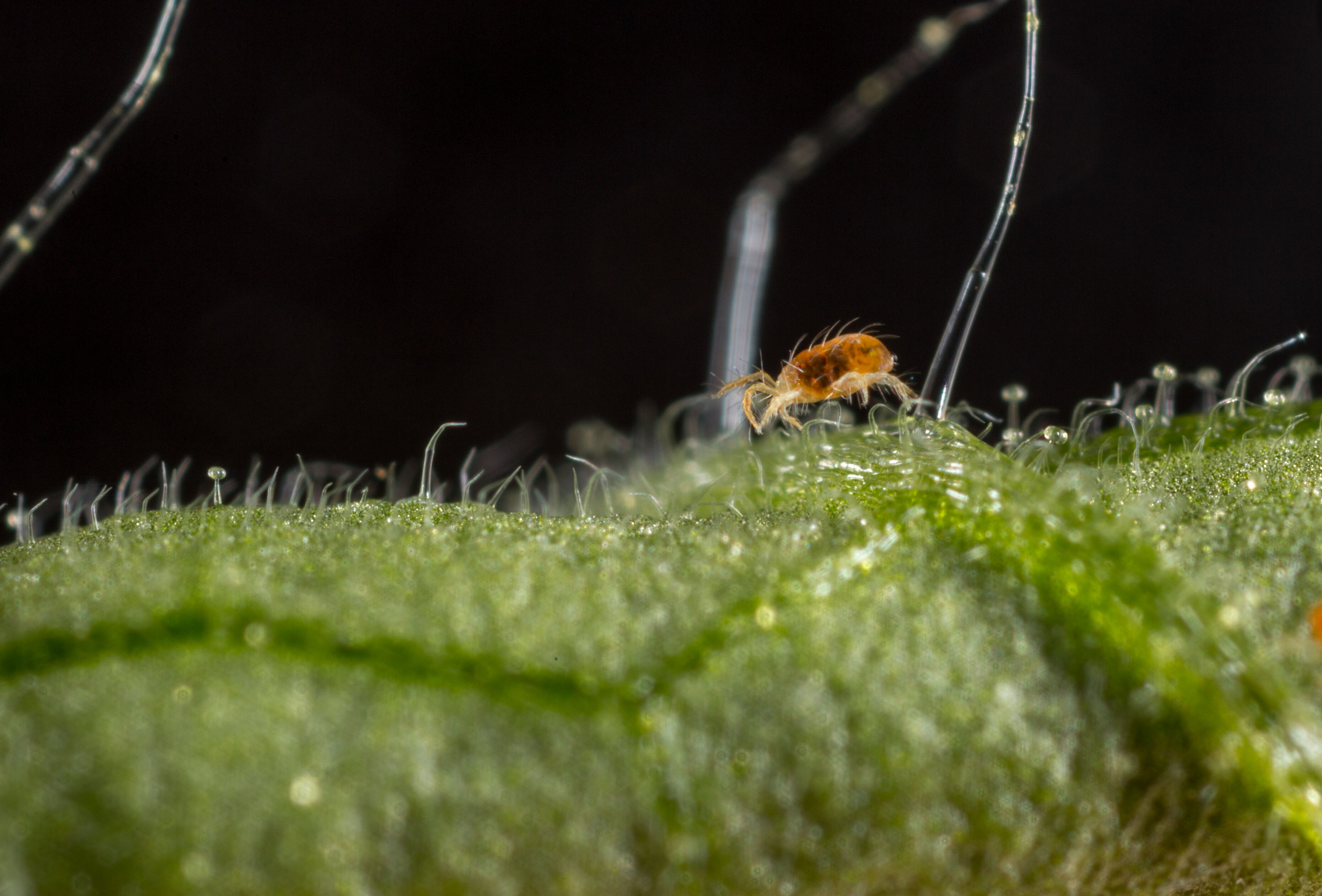 Spical: The effective weapon against all types of spider mite