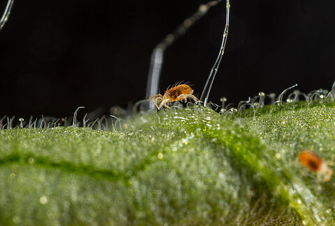 Spider Mite Control: The Essential Guide