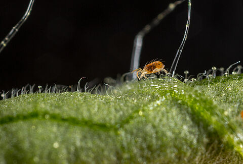 Spical: The effective weapon against all types of spider mite