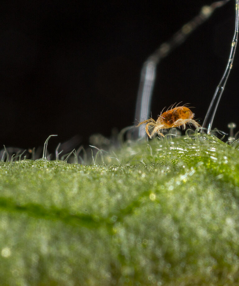 Two-spotted spider mite Tetranychus utricae
