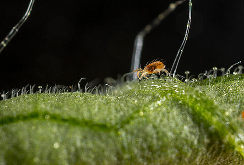 Two-spotted spider mite Tetranychus utricae