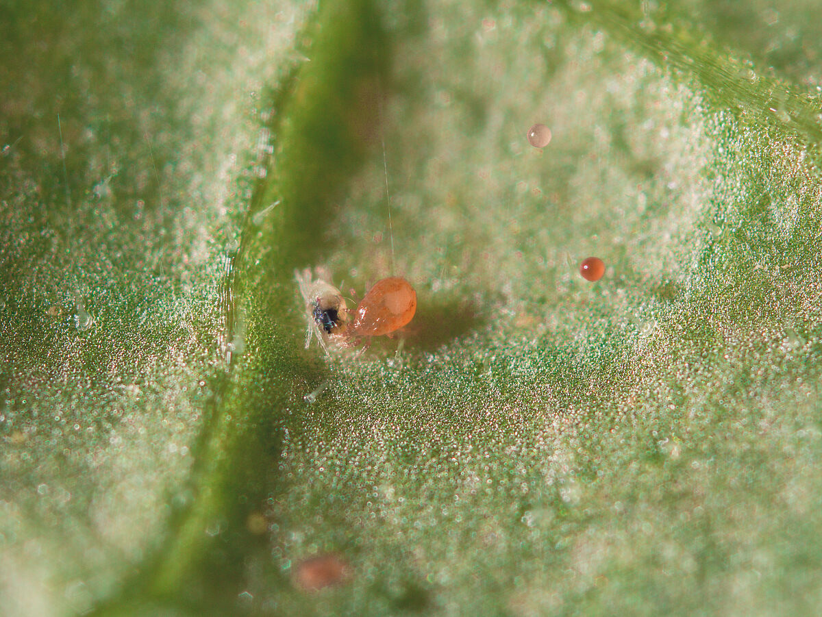 Spical-Plus | Spider Mite Control | Predatory Mites (Neoseiulus ...