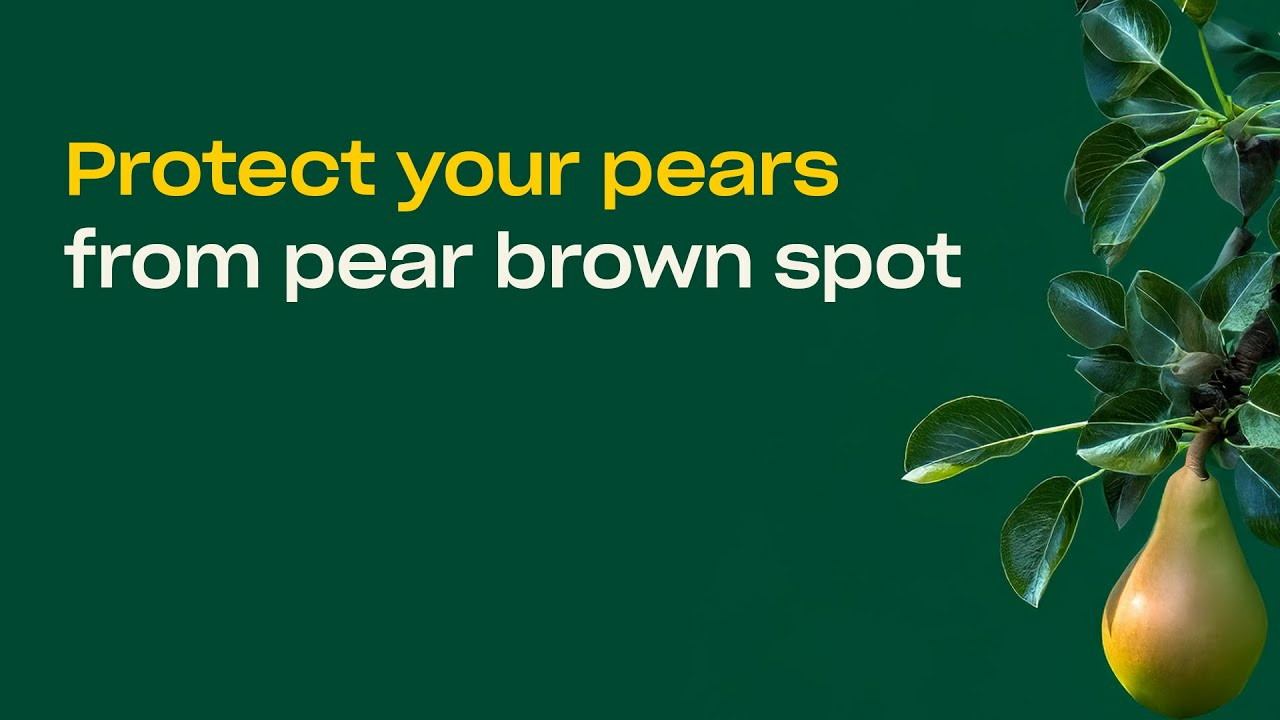 Prevent brown spot in pear with Trianum