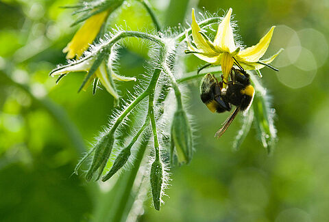 Natupol bumblebees - keeping cool and working hard in the heat!