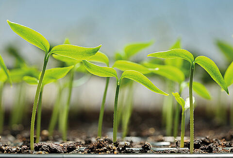 Trianum - enhancing the health and strength of your spring transplants