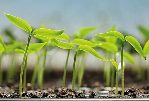 Trianum - enhancing the health and strength of your spring transplants