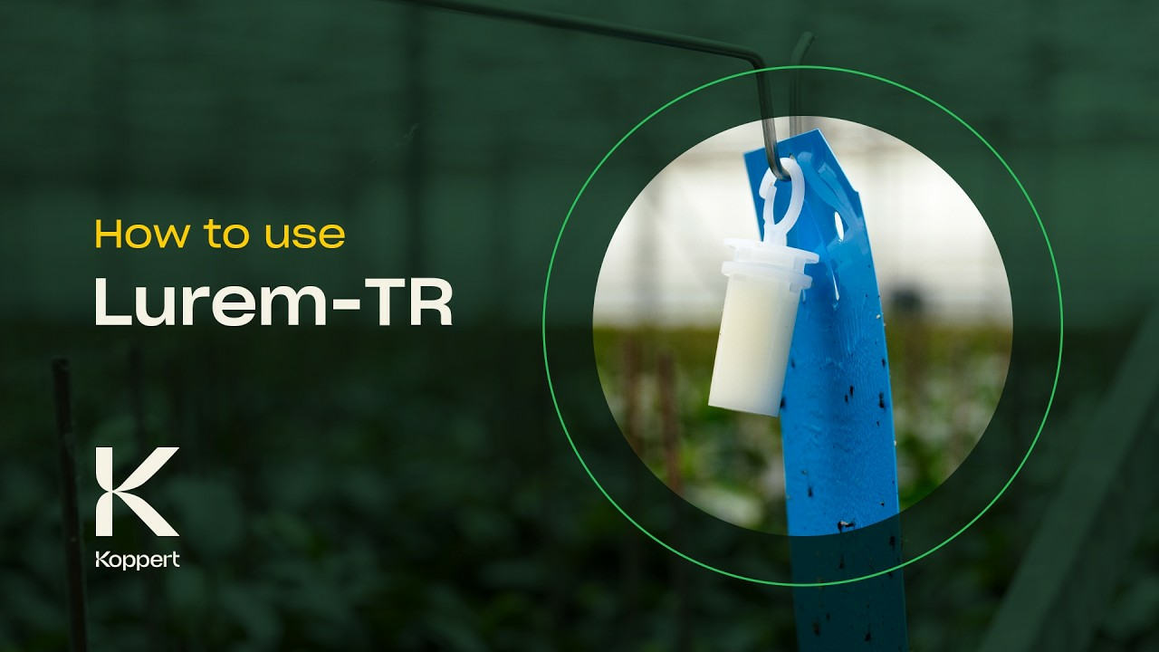 How to Use Lurem-TR - Attractant - Thrips Control