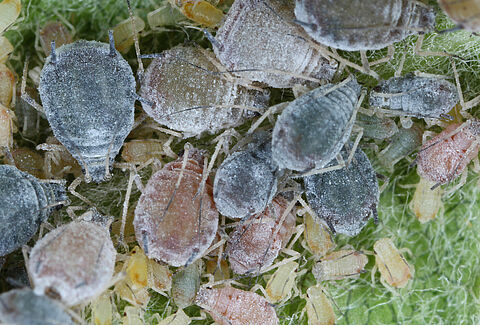 Rosy apple aphid