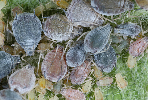 Rosy apple aphid
