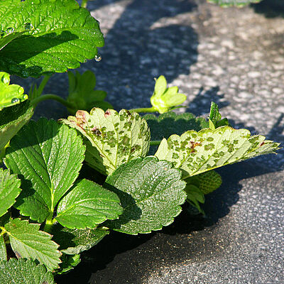 Angular leaf spot Xanthomonas fragariae