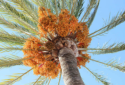 Koppert introduces sustainable solution for date palm pest at the GFIA Abu Dhabi