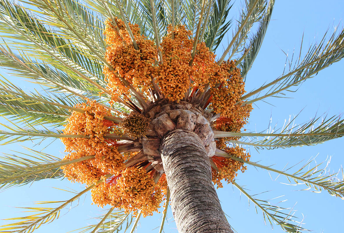 Koppert introduces sustainable solution for date palm pest at the GFIA Abu Dhabi