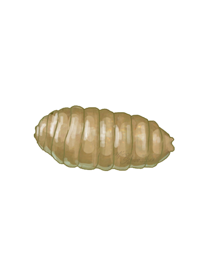 Tomato leaf miner Liriomyza bryoniae pupa