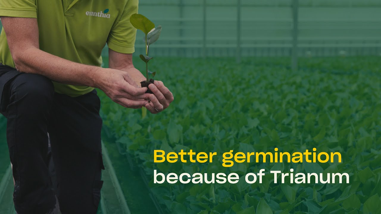Trianum in Action: Better Seed Germination and Prevention of Seed Rot at Evanthia
