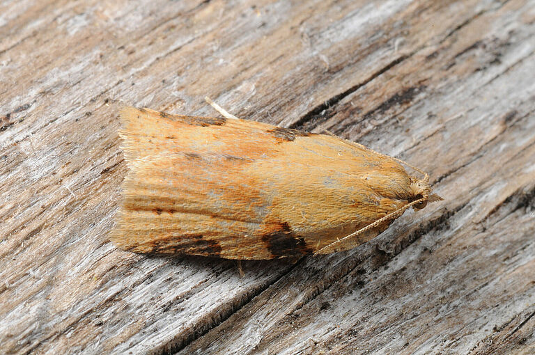 Oblique-banded caterpillar Clepsis spectrana Adult