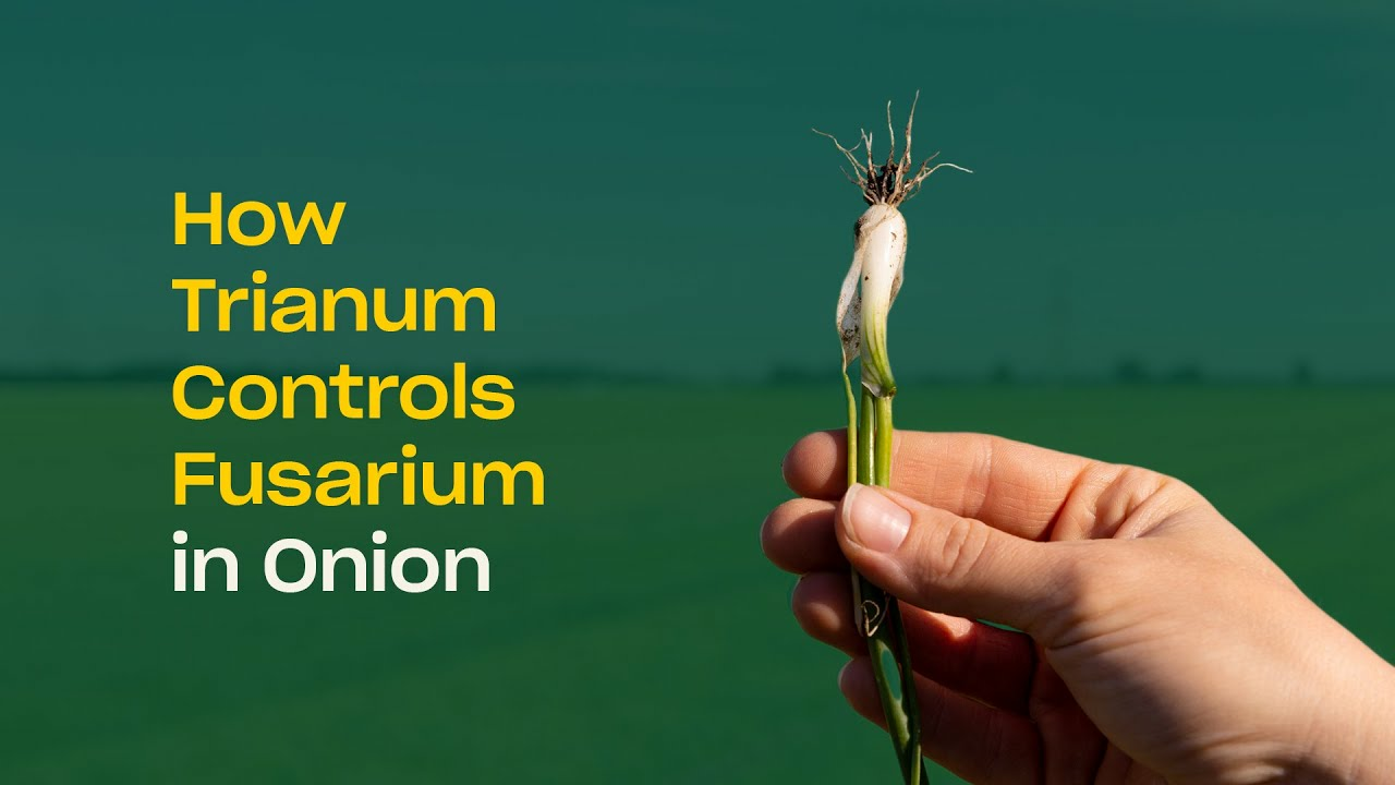 How Trichoderma harzianum T-22 (Trianum) Controls Fusarium in Onion