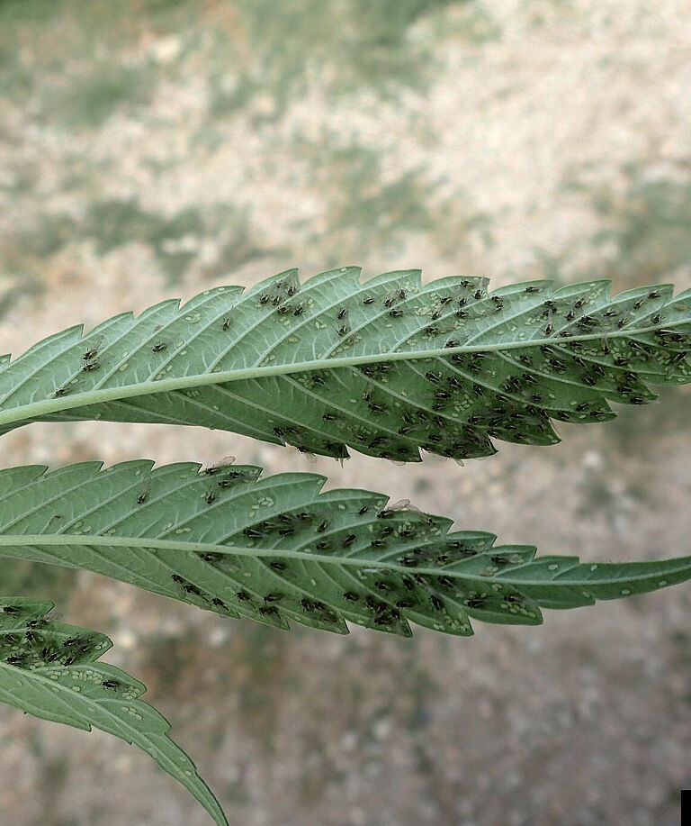 Cannabis Aphid Phorodon cannabis