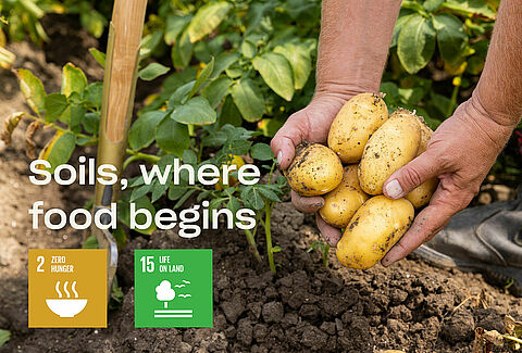 World Soil Day - Soil, where food begins