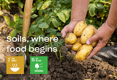 World Soil Day - Soil, where food begins