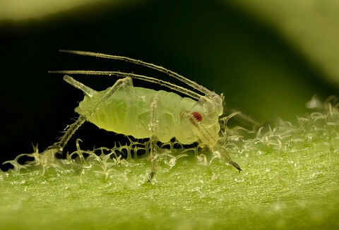 Aphid control: partner with nature to keep improving solutions for growers