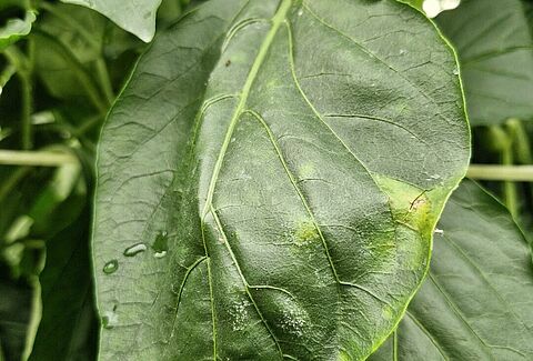 Internal powdery mildew