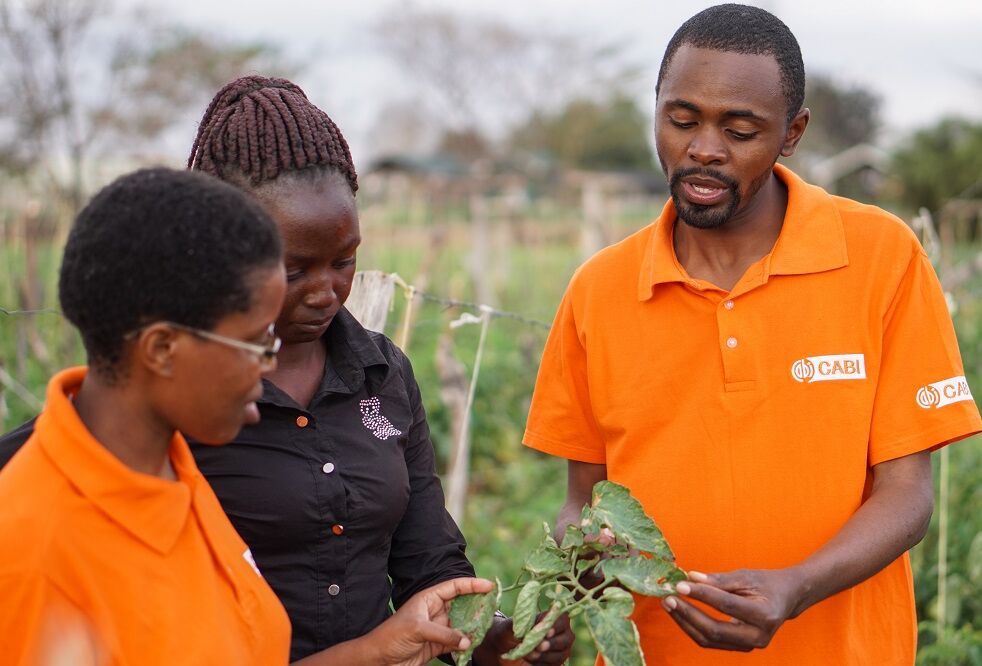 Stepping up the fight against Tuta absoluta in Kenya with safer and sustainable biocontrol products