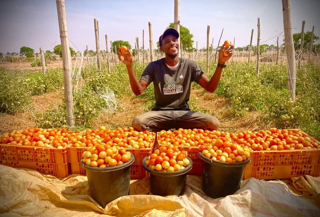 Tackling Tuta absoluta: Koppert Foundation supports HortiNigeria’s impactful campaign for tomato growers