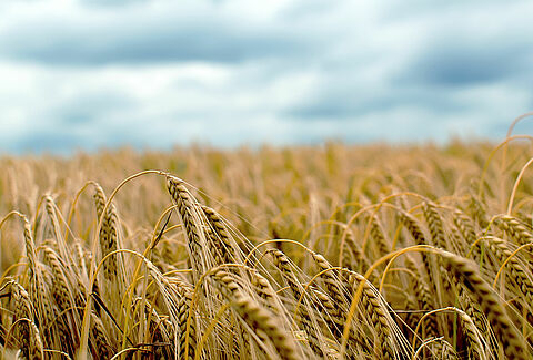 Barley