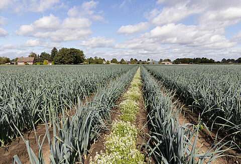 The cost-saving potential of biological crop protection for your IPM strategy