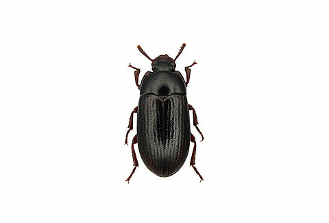 Lesser Mealworm