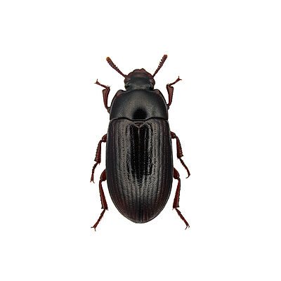 Lesser mealworm Alphitobius diaperinus adult stage