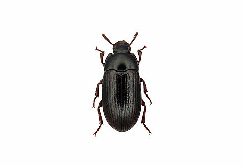 Lesser Mealworm