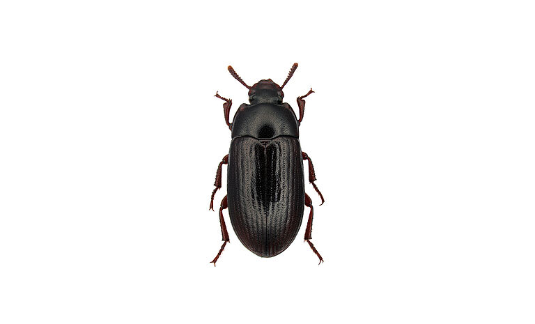 Lesser mealworm Alphitobius diaperinus adult stage