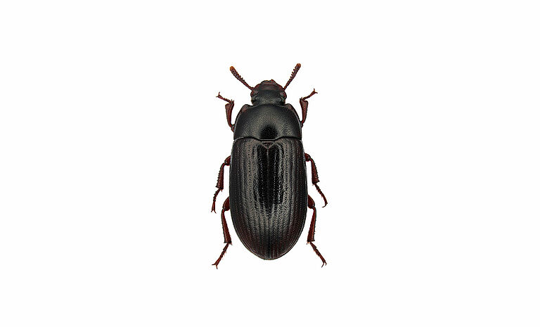 Lesser mealworm Alphitobius diaperinus adult stage