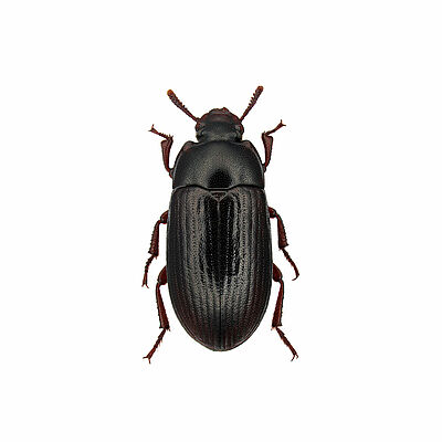 Lesser mealworm Alphitobius diaperinus adult stage