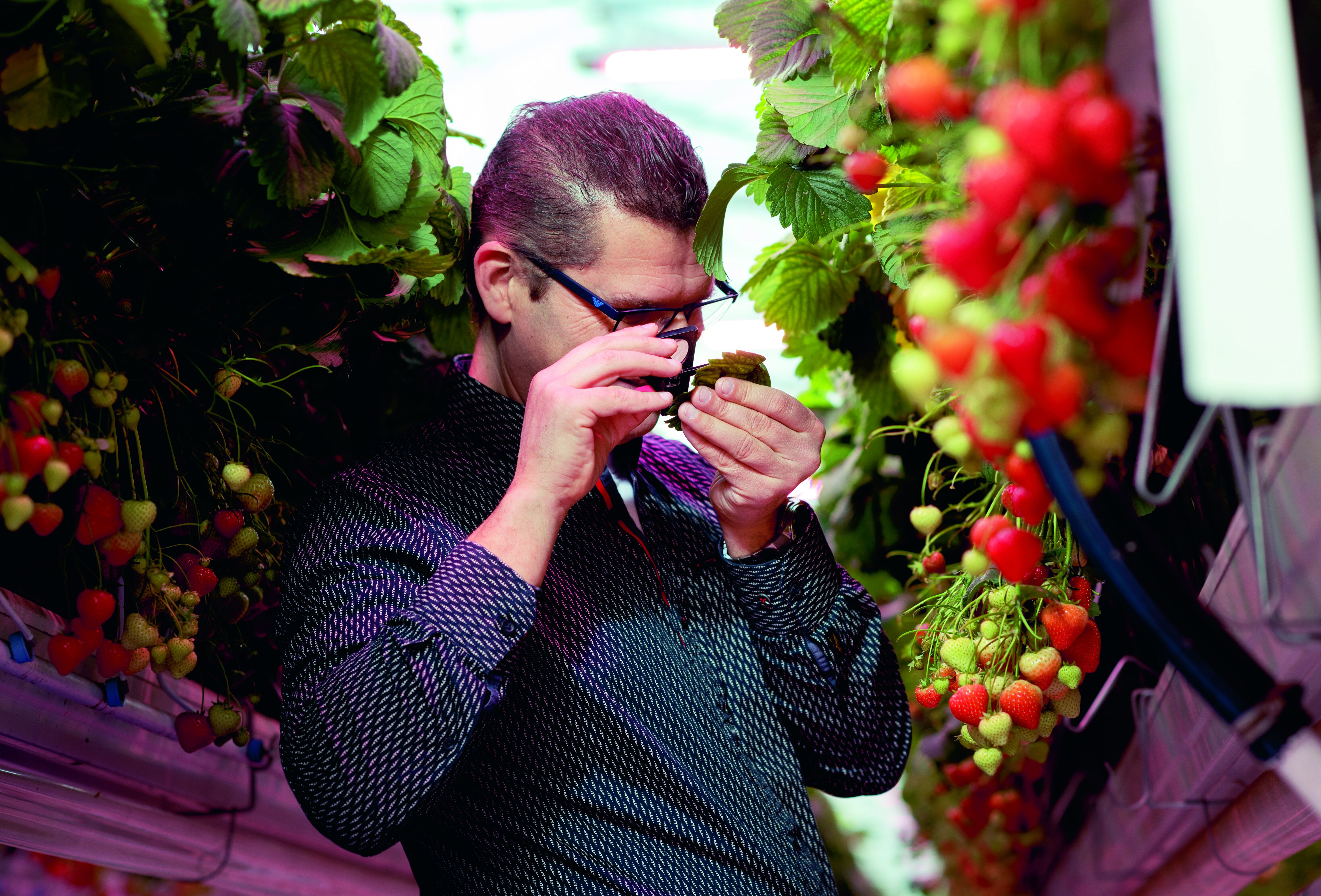 The predatory mite Phytoseiulus persimilis has been an important trump card in spider mite control for many years now