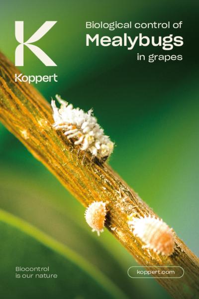 Mealybug control in grapes Brochure