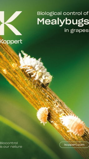 Mealybug control in grapes Brochure