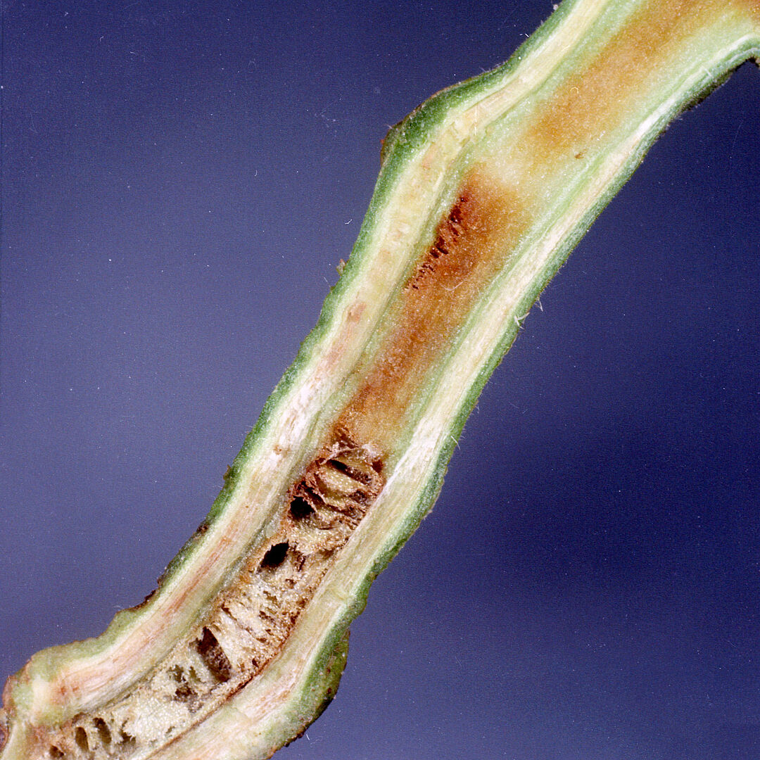 Bacterial wilt, brown rot