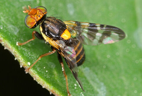 Cherry fruit fly